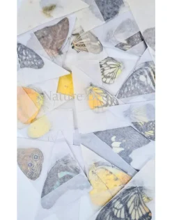 Ongeprepareerde vlinder mix exclusief 10 stuks