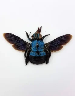 (On)geprepareerde Xylocopa caerulea (blauwe bij)