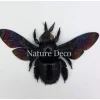 (On)geprepareerde Xylocopa Latipes