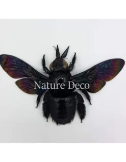 (On)geprepareerde Xylocopa Latipes