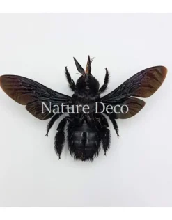 (On)geprepareerde Xylocopa Latipes