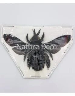 (On)geprepareerde Xylocopa Latipes