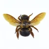 (On)geprepareerde Xylocopa sp. (bruine bij)