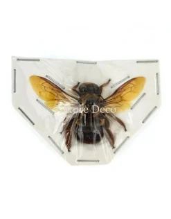 (On)geprepareerde Xylocopa sp. (bruine bij)