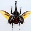 Ongeprepareerde Xylotrupes Gideon