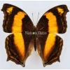 Ongeprepareerde Yoma Sabina Nimbus