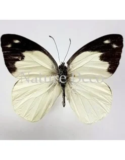 Oorbel druppel Indra