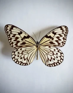 Oorbel hangend Leuconoe
