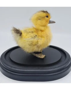 Opgezet eendje in luxe zwarte ovale stolp (17cm x 14cm x 18cm)