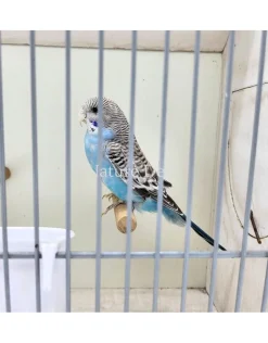 Opgezette blauwe grasparkiet in vogelkooi (Melopsittacus undulatus)