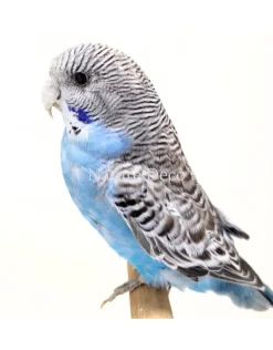 Opgezette blauwe grasparkiet in vogelkooi (Melopsittacus undulatus)