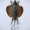 Opgezette Draco Volans Volans (Vliegende draak)