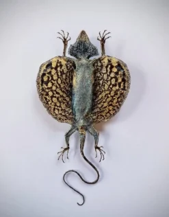 Opgezette Draco Volans Volans (Vliegende draak)
