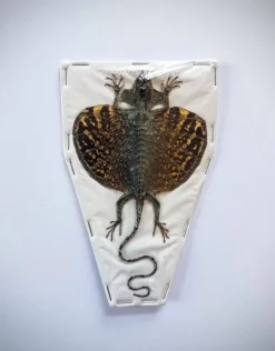 Opgezette Draco Volans Volans (Vliegende draak)