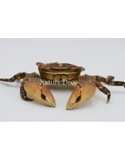 Opgezette krab (Hemigrapsus sanguineus)