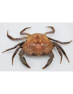 Opgezette krab (Liocarcinus )