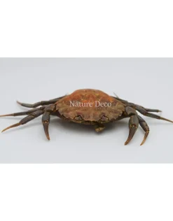 Opgezette krab (Liocarcinus )