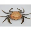 Opgezette krab XL (Liocarcinus )
