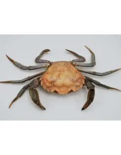 Opgezette krab XL (Liocarcinus )
