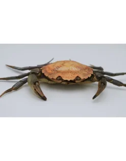 Opgezette krab XL (Liocarcinus )