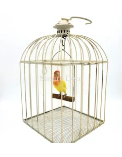 Opgezette lovebird (Agapornis roseicollis), dwergpapegaai in vogelkooi