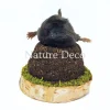 Opgezette mol in grond 10 x 10 x 11 cm