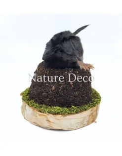 Opgezette mol in grond 10 x 10 x 11 cm