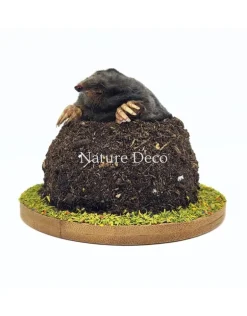 Opgezette mol in grond (bovenlichaam zichtbaar) 11 x 11 x 9 cm