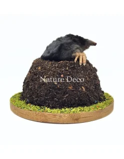 Opgezette mol in grond (bovenlichaam zichtbaar) 11 x 11 x 9 cm