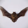 Opgezette Pipistrellus species (vleermuis) vliegend