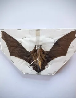 Opgezette Pipistrellus species (vleermuis) vliegend