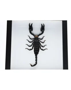 Opgezette schorpioen in luxe 3D lijst