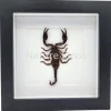 Opgezette schorpioen medium (Heterometrus sp.) in luxe 3D lijst 17 x 17 cm