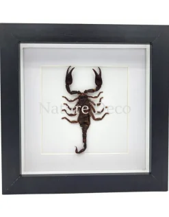 Opgezette schorpioen medium (Heterometrus sp.) in luxe 3D lijst 17 x 17 cm