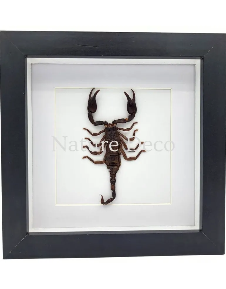 Opgezette schorpioen medium (Heterometrus sp.) in luxe 3D lijst 17 x 17 cm