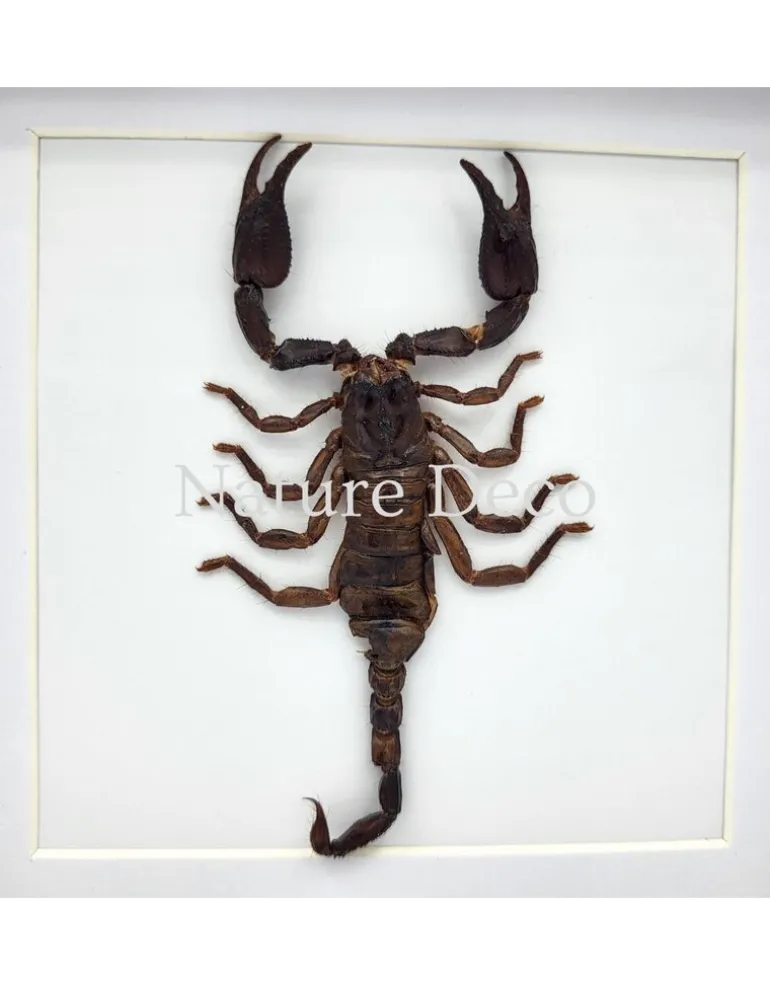 Opgezette schorpioen medium (Heterometrus sp.) in luxe 3D lijst 17 x 17 cm