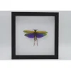 Paarse sprinkhaan (Lophacris Albipes) in luxe 3D lijst 22 x 22cm