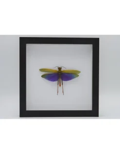 Paarse sprinkhaan (Lophacris Albipes) in luxe 3D lijst 22 x 22cm