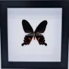 Pachiliopta Kotzebueain luxe 3D lijst 17 x 17cm