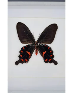 Pachiliopta Kotzebueain luxe 3D lijst 17 x 17cm