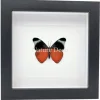 Panacea Prola in luxe 3D lijst 17 x 17 cm