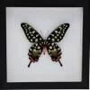 Papilio Antenor in luxe 3D lijst 22 x 22cm