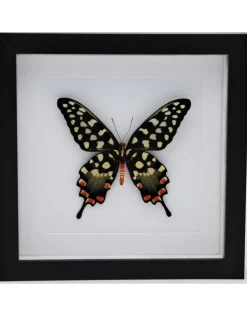 Papilio Antenor in luxe 3D lijst 22 x 22cm