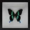Papilio Blumei in luxe 3D lijst 22 x 22cm