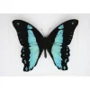 Papilio Bromius in luxe 3D lijst 17 x 17cm