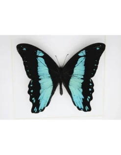 Papilio Bromius in luxe 3D lijst 17 x 17cm