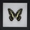 Papilio Demodocus in luxe 3D lijst 17 x 17cm
