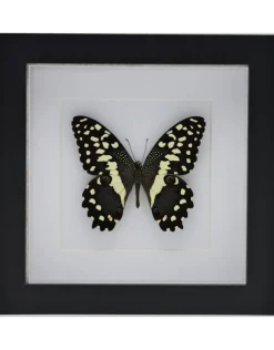 Papilio Demodocus in luxe 3D lijst 17 x 17cm