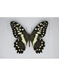 Papilio Demodocus in luxe 3D lijst 17 x 17cm