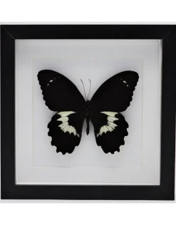 Papilio Gambrisius Colossus in luxe 3D lijst 22 x 22cm